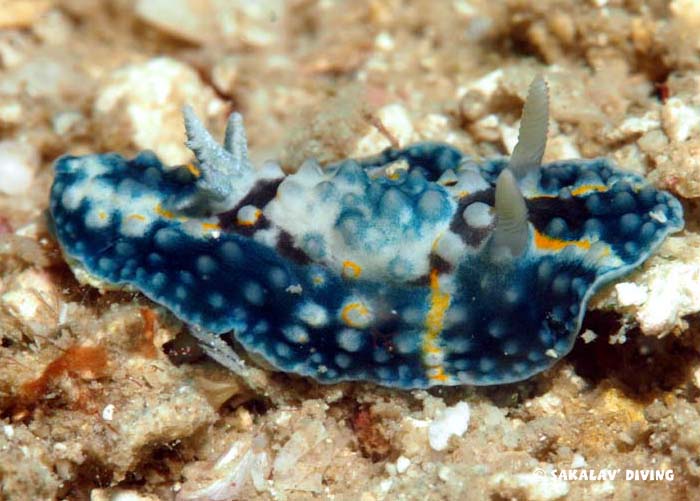 Nudibranches et planaires Nosy Be Madagascar